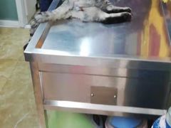 -A猫a狗全科·犬猫异宠·芥西宠物医院(南开总院)