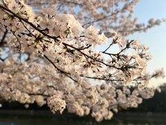 -高东镇樱花园