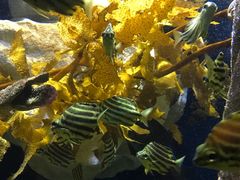 -悉尼海洋生物水族馆