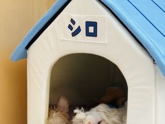 -帕帕拉兹宠物(亚洲旗舰店)