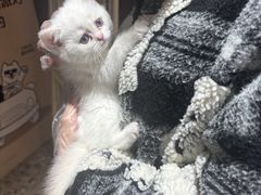 -爪爪喵星球·猫舍(卓悦中心店)