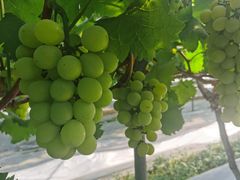 -金谷域澳洲庄园