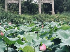 -西溪国家湿地公园