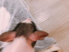 -浣熊柯尔鸭土拨鼠·电玩咖