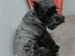 -宠福鑫康馨动物医院·骨科·眼科