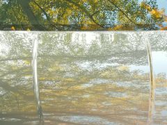 -三里屯东五街银杏大道