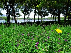 -大兴滨河森林公园