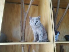 -鼓捣猫呢主题猫咖店