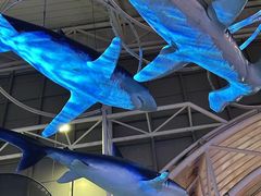 -烟台海昌鲸鲨海洋公园