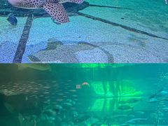 -香港海洋公园