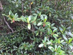 -东寨港红树林旅游区