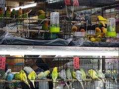 -溪岸路花鸟市场