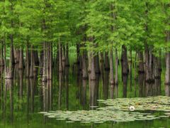 -白鹭湾湿地公园