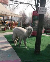 -萌宠亲子动物乐园(槐房万达店)