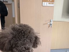 -康成宠物医院24H·CT·核磁共振