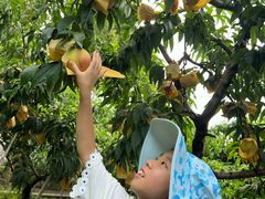 -老袁家蜜桃农场·阳山水蜜桃