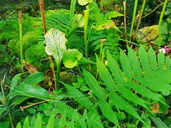 -国家植物园南园