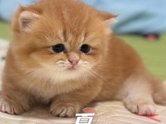 -珠海悠米米努特矮脚猫舍