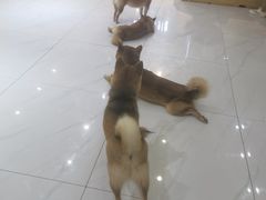 -柴源莊·柴小宠柴犬咖啡