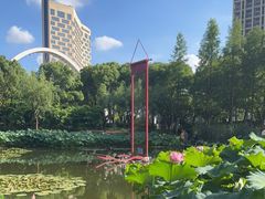 -陈家山荷花公园