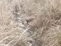 -楠溪江石桅岩