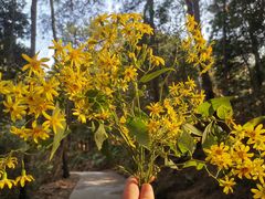 -铁山坪森林公园