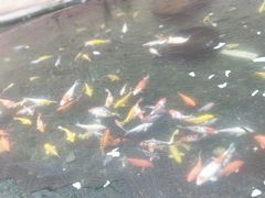 -芙蓉餐厅(厦大店)