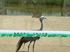 -盐城丹顶鹤湿地生态旅游区