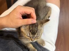 -楼上猫咖(罗湖店)