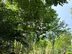 -深圳仙湖植物园