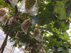 -马陆小张葡萄园农家乐