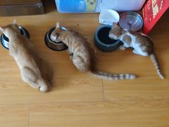 -联合动物医院(光谷诊疗中心)