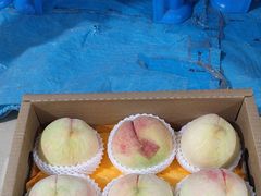 -老袁家蜜桃农场·阳山水蜜桃