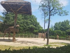 -上海野生动物园