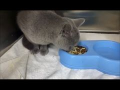 -瑞派动物医院·猫专科·至诚(江南中分院)