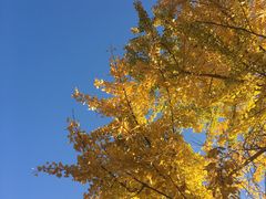 -大雁塔北广场音乐喷泉