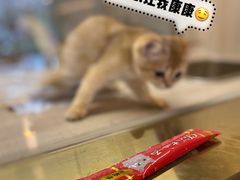 -飞行喵MR PILOT|猫舍·猫咖(静安大融城店)
