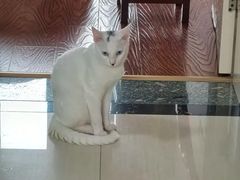 -宠颐生汉谟拉比宠物医院
