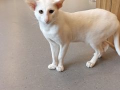 -飞行喵MR PILOT|猫舍·猫咖(静安大融城店)