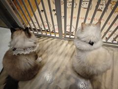 -藏猫猫咖啡主题馆(中央大道店)