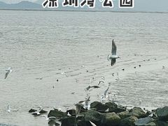 -深圳湾公园(南山区)