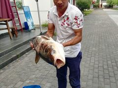 亲！这是顾客钓起的32斤大胖头鱼哦-武汉世外桃源农庄