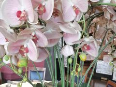 -八府香鸭·啫啫煲(华山路店)