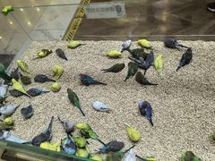 -凯德MALL(望京店)