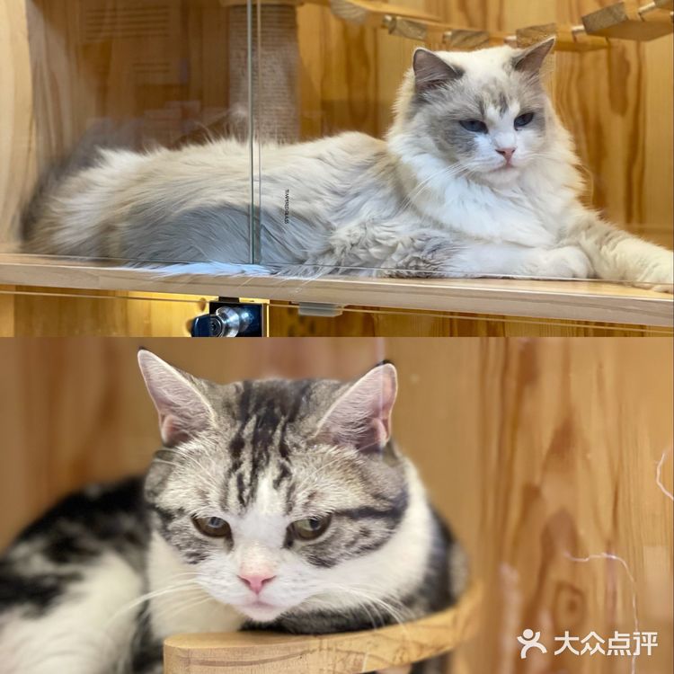 西安首家丨别墅级超大型×品质猫舍×在线撸猫🐱