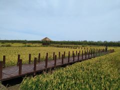 -西青郊野公园