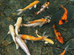 -东海酒家(长平东路店)