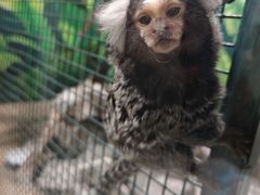 -上海大自然野生昆虫馆(东方明珠·爬宠昆虫探索中心)