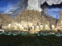 -成都浩海立方海洋公园