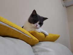 -猫宠乐园·专业洗护